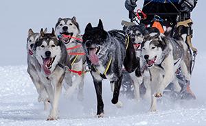 Image for event: Sled Dogs in Ohio