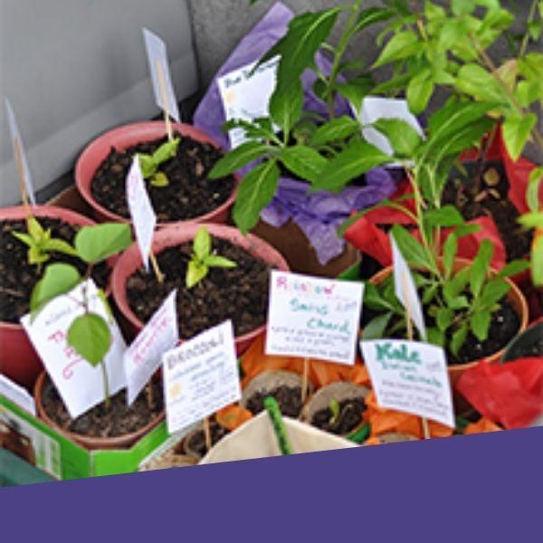 Image for event: Grow Your Garden Plant Swap