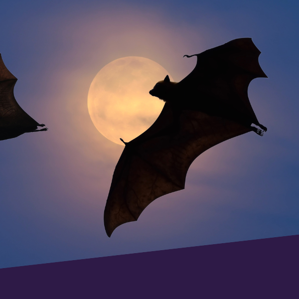 Image for event: Batty About Bats